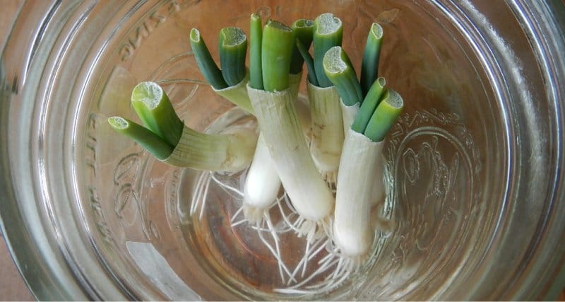How to grow leek in a glass of water