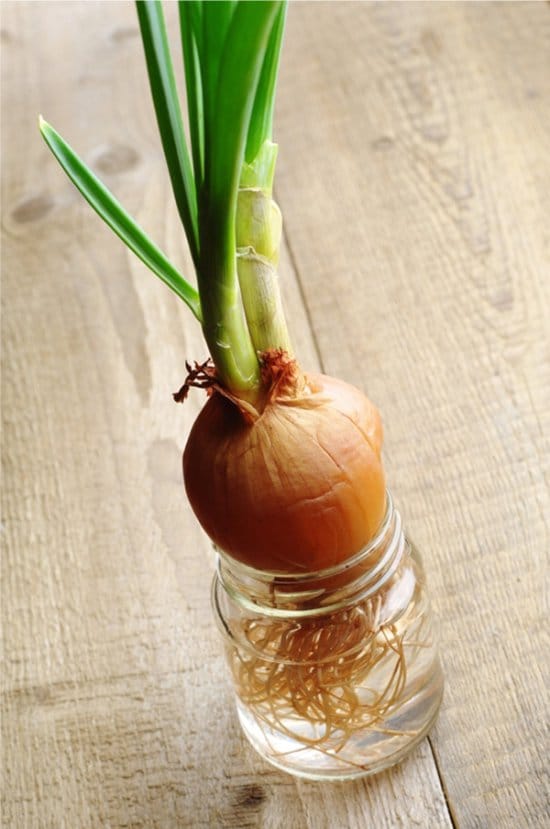 Sprouted onions
