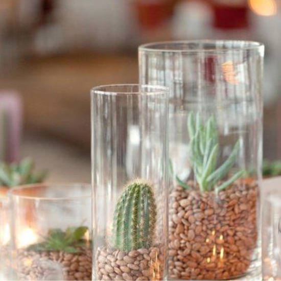 Vazos su kruopomis ir kaktusais
